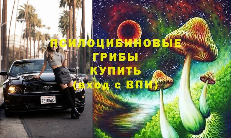 Псилоцибиновые грибы Cubensis  где купить   Нариманов 